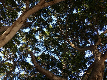 árbol, corona, pabellón, tribu, estético, árbol, corona, árbol de laurel, azores-laurel, laurel canario, laurus azorica, persea azorica, invernadero de laurel, lauráceas, naturaleza, directamente debajo, vista de ángulo bajo, bosque, hoja, planta, tronco de arbol, el maletero, cielo, crecimiento, belleza en la naturaleza, día, tranquilidad, rama, nadie, al aire libre, tierra, luz del sol, altura maxima, copas de los árboles, escena tranquila, 4K, CC0, dominio público, libre de derechos