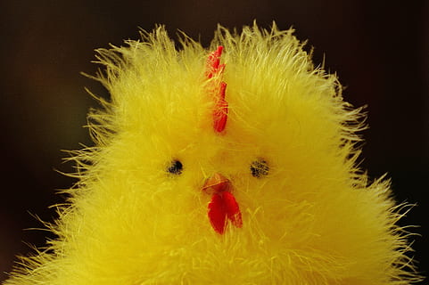 pui, Paști, drăguţ, figura, temă easter, dulce, decor, primăvară, galben, a închide, animale tematice, animal, pasăre, studio shot, Fundal negru, roșu, un animal, nici o persoana, în interior, animale vertebrate, pui de pasăre, șeptel, tânără pasăre, portret, intern, natură, fundal colorat, animale de companie, cap de animal, culoarea saturata, 5K, CC0, domeniu public, fără drepturi de autor