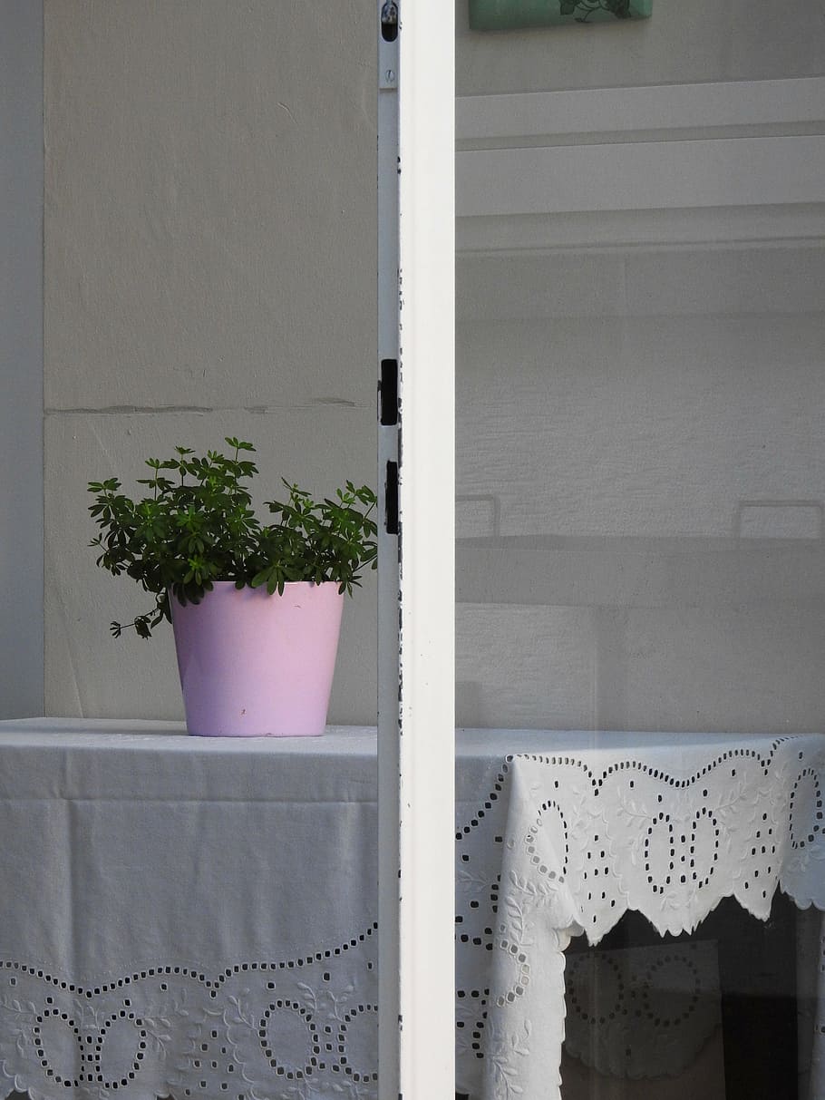 tavolo, deco, decorazione, vaso di fiori, tovaglia, decorazioni da tavola, decorativo, finestra, pianta, pianta in vaso, architettura, struttura costruita, nessuno, crescita, natura, giorno, esterno dell'edificio, caratteristica della parete, all'aperto, Colore bianco, costruzione, Casa, trasparente, pianta della casa, davanzale, vetro - materiale, 4K