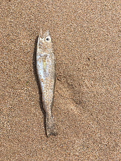Fisch, Strandsand, Strand, Sand, ein Tier, Tierwelt, keine Leute, Tiere in freier Wildbahn, Tier, High Angle View, Wirbeltier, Land, Tag, Meeresfrüchte, Tierthemen, Lebensmittel, Natur, direkt darüber, draußen, Essen und Trinken, Rohkost, Marine, 4K, CC0, gemeinfrei, lizenzfrei
