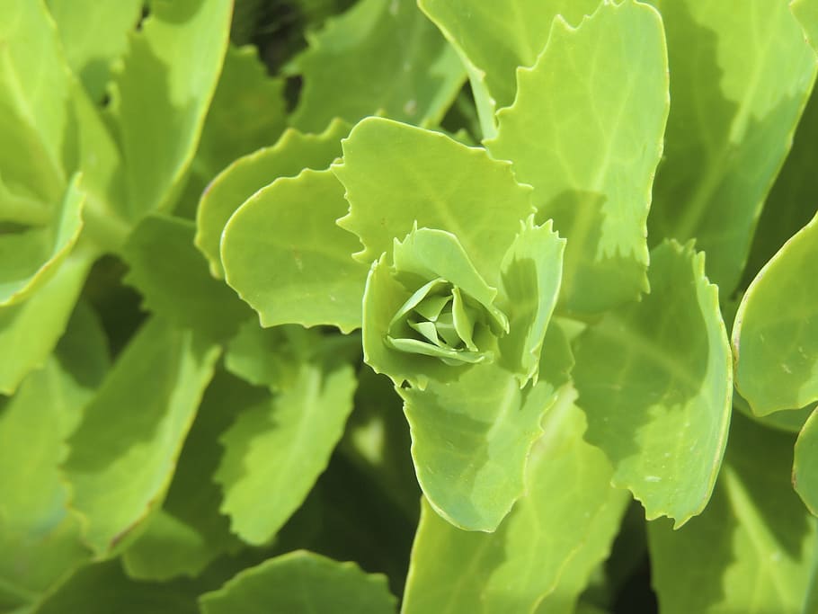 brot, verd, primavera, intel·ligent, estimular, apuntat, mala herba, fulles, irregulars, color verd, planta, creixement, part de la planta, full, primer pla, frescor, bellesa a la natura, vegetals, cap gent, menjar i beguda, naturalesa, dia, menjar, alimentació saludable, marc complet, centrar-se en primer pla, a l'aire lliure, flor, enfocament selectiu, cap de flor, 4K