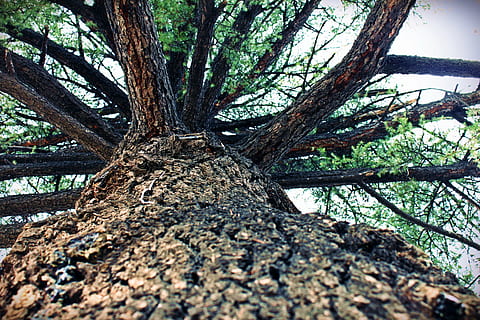 árvore, pinho, tronco, latido, madeira, verde, troncos de árvores, Pinhal, tronco de árvore, plantar, crescimento, natureza, floresta, ninguém, ramo, dia, terra, tranquilidade, ao ar livre, visão de baixo ângulo, texturizado, rude, beleza na natureza, musgo, diretamente abaixo, 4K, CC0, domínio público, royalty free