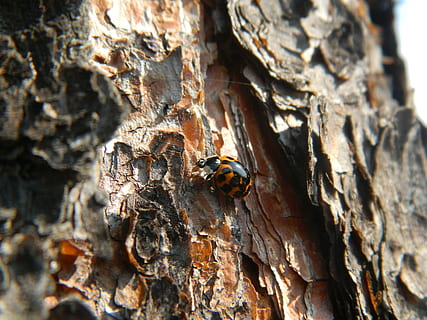 error, escarabat, insecte, naturalesa, vida salvatge, natural, animals a la natura, fauna animal, invertebrat, animal, primer pla, temes d'animals, tronc de l'arbre, arbre, tronc, un animal, cap gent, enfocament selectiu, material de fusta, dia, a l'aire lliure, planta, textura, escorça de la planta, 2K, CC0, domini públic, lliure de regalies