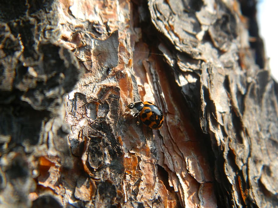 error, escarabat, insecte, naturalesa, vida salvatge, natural, animals a la natura, fauna animal, invertebrat, animal, primer pla, temes d'animals, tronc de l'arbre, arbre, tronc, un animal, cap gent, enfocament selectiu, material de fusta, dia, a l'aire lliure, planta, textura, escorça de la planta, 2K