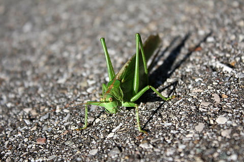 sprinkhaan, insect, schepsel, dichtbij, sprinkhaan flip, dier, groen, dierlijke thema's, één dier, ongewerveld, dierenleven, dieren in het wild, groene kleur, natuur, dag, detailopname, geen mensen, dierlijke lichaamsdeel, bidsprinkhaan, zonlicht, buitenshuis, solide, veld-, dierlijke antenne, 4K, CC0, publiek domein, royaltyvrij