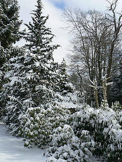 borovice, strom, jehličnatý strom, krajina, Příroda, sníh, pole, rostlina, studená teplota, zimní, krása v přírodě, klid, krytina, nikdo, bílá barva, klidné scény, zamrzlý, nebe, růst, den, scenics - příroda, větev, přistát, venku, jehličnatého stromu, jedle, 2K, CC0, veřejná doména, bez autorských práv