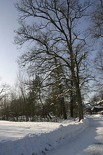 zima, drzewa, śnieg, zimowy, drzewa, Natura, drzewo, zimno - temperatura, na dworze, krajobraz, pora roku, las, scenics, biały, mróz, lód, mrożony, scena wiejska, niebo, zimna temperatura, pogoda, roślina, nagie drzewo, spokój, piękno natury, pokrycie, żadnych ludzi, wylądować, biały kolor, scenics - natura, dzień, pole, spokojna scena, scena pozamiejska, 2K, CC0, domena publiczna, darmowe zdjęcia