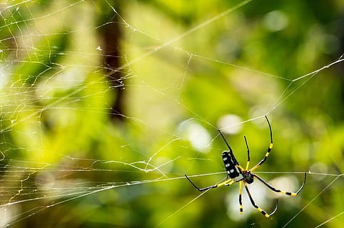giallo, nero, ragno frutteto, avvicinamento, fotografia, ragno, Rete, ragnatela, vicino, natura, insetto, temi animali, animale, invertebrato, un animale, fauna selvatica, animali allo stato selvatico, concentrarsi sulle conoscenze acquisite, fragilità, aracnide, artropodo, vulnerabilità, nessuno, gamba animale, giorno, sopravvivenza, web, all'aperto, complessità, 1080P, CC0, dominio pubblico, privo di copyright