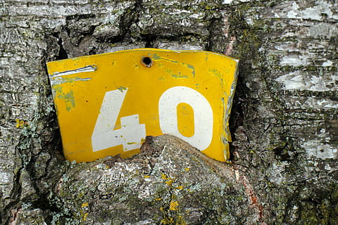 skjold, Information, nummer, bark, tegn, offentlig, gul, meddelelse, ingen mennesker, træstamme, dag, tekst, bagagerum, skilt, tæt på, murbygningsfunktion, udendørs, træ, vejledning, pil symbol, tekstureret, væg, mos, ru, 4K, CC0, offentligt domæne, royaltyfrie