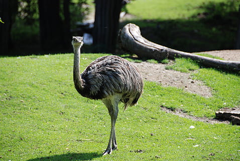 gris, avestruz, en pie, verde, campo de hierba, emú, zoo, AVE no voladora, temas de animales, animal, pájaro, un animal, fauna animal, animales en la naturaleza, vertebrado, hierba, naturaleza, planta, tierra, día, longitud total, campo, nadie, color verde, centrarse en primer plano, luz del sol, pierna, 4K, CC0, dominio público, libre de derechos