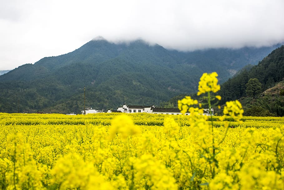 violació, wuyuan, muntanya, agricultura, groc, cultiu, colza, escena rural, camp, paisatge, escenics - natura, planta, terra, bellesa a la natura, medi ambient, flor, creixement, naturalesa, granja, escena tranquil·la, planta amb flors, arbre, cap gent, Serra, a l'aire lliure, primavera, 5K
