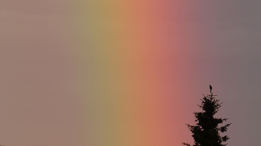 albero sotto arcobaleno, arcobaleno, spettro, albero, uccello, natura, cielo, silhouette, animale, temi animali, fauna selvatica, nessuno, copia spazio, pianta, tramonto, vertebrato, un animale, animali allo stato selvatico, bellezza nella natura, la tranquillità, scenics - natura, appollaiati, Inquadratura dal basso, all'aperto, albero di conifere, cicogna, 4K