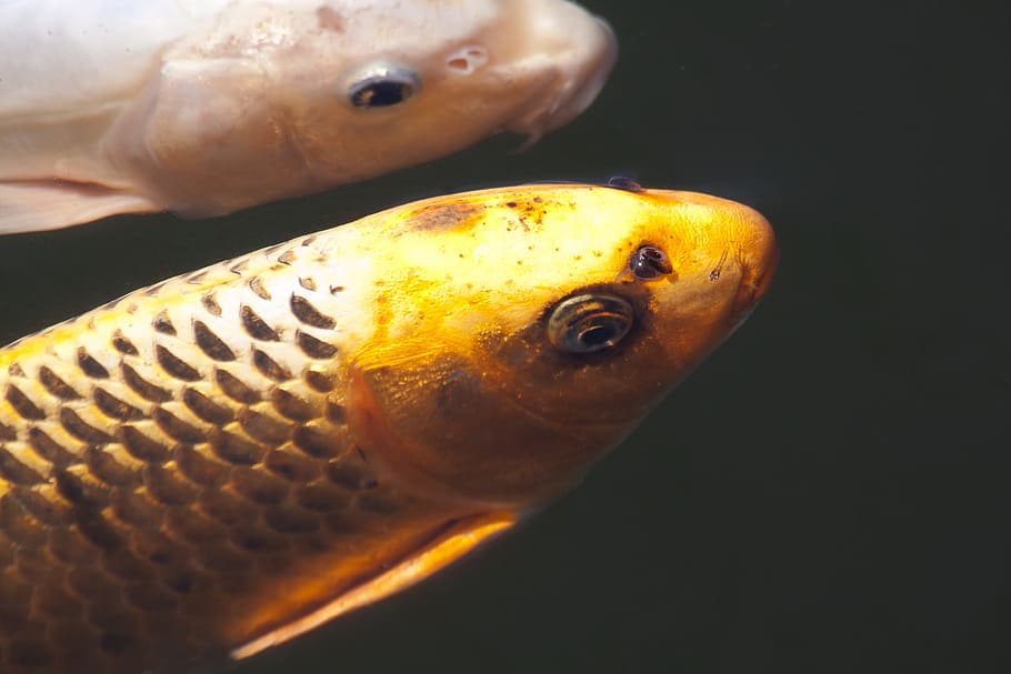 brocat, koi, carpa, peix, nedar, carpa de brocat, koi, carpa, estany, aigua, blanc, negre, or, taronja, cultivar, Japó, japonès, Xina, riquesa, sort, duplicació, superfície de l'aigua, animal, naturalesa, escala d’animals, sota l'aigua, primer pla, animals a la natura, temes d'animals, un animal, cap gent, fauna animal, tir de l'estudi, a l'interior, fons negre, marí, vertebrats, mar, menjar i beguda, la vida marina, groc, natura morta, boca oberta, ull d’animals, 4K