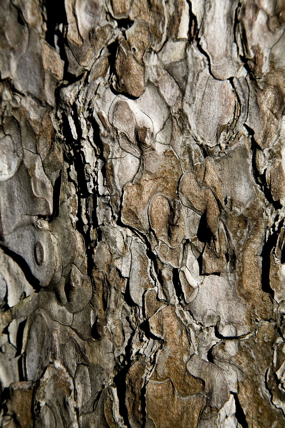 arbre, shell, teixit de fusta, textura, detall, macro, fons, marc complet, patró, cap gent, tronc de l'arbre, primer pla, tronc, naturalesa, patró natural, escorça de la planta, marró, aspre, dia, planta, material de fusta, creixement, a l'aire lliure, sec, escorça, clima àrid, 4K