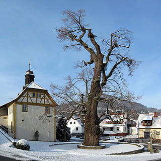 linde, albero, enge, Haselbach, inverno, Germania, villaggio, le case, albero nudo, temperatura fredda, la neve, esterno dell'edificio, architettura, struttura costruita, costruzione, natura, pianta, cielo, giorno, ramo, nessuno, religione, credenza, Casa, luogo di culto, all'aperto, 2K, CC0, dominio pubblico, privo di copyright