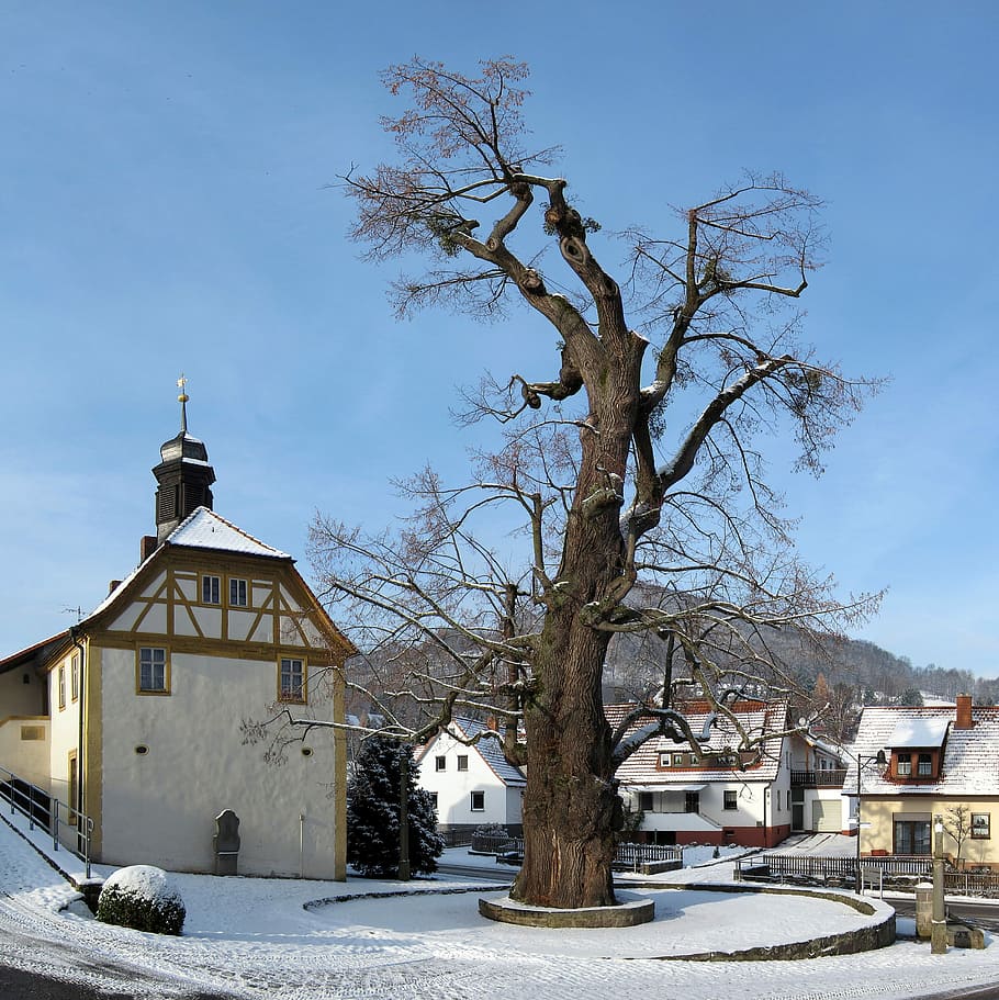Linde, arbre, enge, haselbach, hivern, Alemanya, poble, llars, arbre nu, temperatura de fred, neu, exterior de l'edifici, arquitectura, estructura construïda, edifici, naturalesa, planta, cel, dia, branca, cap gent, religió, creença, casa, lloc de culte, a l'aire lliure, 2K
