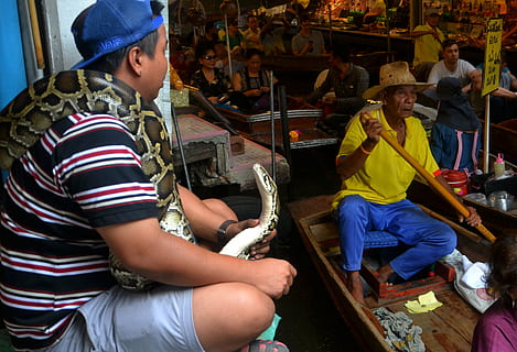 serpenti, pitone, boa constrictor, serpente, rettile, animale, natura, pelle, tropicale, selvaggio, pericoloso, Pericolo, esotico, predatore, modello, vipera, design, pelle di serpente, struttura, animale domestico, boa, a sangue freddo, biforcuta, specie, pauroso, bilancia, strisciare, lingua, paura, mercato, uomo, Barche, velenoso, mortale, veleno, creatura, freddo, rettiliano, letale, mordere, uomini, persone reali, gruppo di persone, lavoro, occupazione, persone, bambino, seduta, attività commerciale, capi di abbigliamento, cappello, donne, adulto, lavoro di squadra, giorno, maschi, cooperazione, persone accessorie, tecnologia, piccola impresa, 2K, CC0, dominio pubblico, privo di copyright