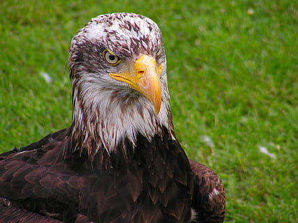 cap, pui, vultur, portret, iarbă, vulturul - pasăre, pasăre, Vultur plesuv, pasăre de pradă, animale sălbatice, animal, cioc, natură, pană, carnivor, animale în sălbăticie, Statele Unite ale Americii, animale tematice, animale vertebrate, un animal, a închide, să se concentreze asupra primelor elemente, zi, in cautarea, nici o persoana, uitându-se departe, cap de animal, pui de somn, ochi de animale, 1080P, CC0, domeniu public, fără drepturi de autor