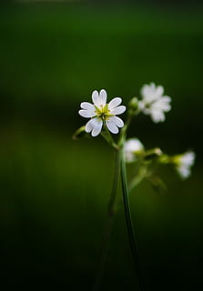 selektif, fotografi fokus, putih, bunga petaled, 5-petaled, Bunga 5- petaled, makro, bunga, musim semi, hijau, sedikit, kecil, taman, bunga liar, daun bunga, batang, menanam, alam, bunga putih, tanaman berbunga, kerapuhan, kerentanan, keindahan di alam, kesegaran, pertumbuhan, merapatkan, kepala bunga, warna putih, hal berkembang, tidak ada orang, fokus pada latar depan, hari, batang tanaman, warna hijau, di luar rumah, serbuk sari, 2K, CC0, domain publik, bebas royalti