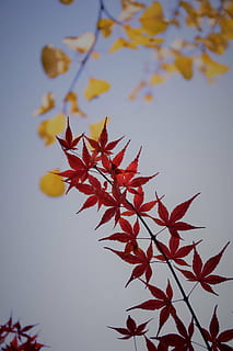 acero rosso, controluce, pianta, autunno, parte vegetale, foglia, modificare, bellezza nella natura, natura, nessuno, avvicinamento, foglia di acero, albero, crescita, le foglie, concentrarsi sulle conoscenze acquisite, rosso, colore arancione, giorno, ramo, acero, la tranquillità, all'aperto, condizione naturale, collezione autunnale, 5K, CC0, dominio pubblico, privo di copyright