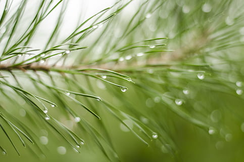 natur, grannåle, baggrund, makro, regn, renhed, grøn, frisch, lethed, regndråbe, gran, nåletræ, grøn farve, plante, våd, dråbe, blad, vækst, tæt på, plante del, friskhed, skønhed i naturen, græs, ingen mennesker, vand, baggrunde, selektiv fokusering, dug, miljø, udendørs, græsblad, palmblad, nål - plante del, 4K, CC0, offentligt domæne, royaltyfrie
