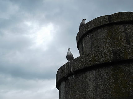 gabbiano, Torre, nuvole, sentinelle, uccello, animale, fauna selvatica, vertebrato, temi animali, nuvola - cielo, Inquadratura dal basso, animali allo stato selvatico, cielo, un animale, appollaiati, architettura, struttura costruita, natura, giorno, nessuno, esterno dell'edificio, all'aperto, Piccione, 4K, CC0, dominio pubblico, privo di copyright
