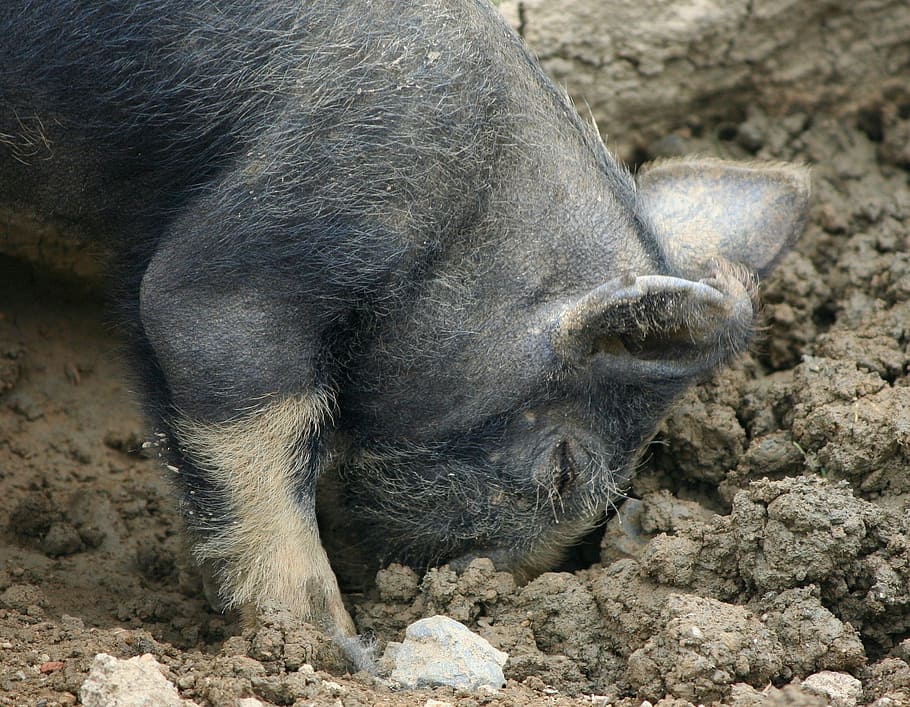 shoat, maialino, radicamento, scavando, grugno, fangoso, mammifero, un animale, fauna selvatica, animali allo stato selvatico, nessuno, maiale, vertebrato, natura, avvicinamento, giorno, solido, roccia, sporco, terra, all'aperto, roccia - oggetto, parte del corpo animale, 1080P