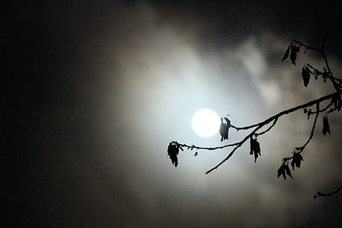 fullmoon, make, cloud, night, tree, background, light, sky, turkey, dark, night landscape, nature, moon, beauty in nature, silhouette, sun, no people, low angle view, tranquility, branch, plant, outdoors, scenics - nature, flying, bird, tranquil scene, cloud - sky, animal, full moon, moonlight, planetary moon, 4K, CC0, public domain, royalty free