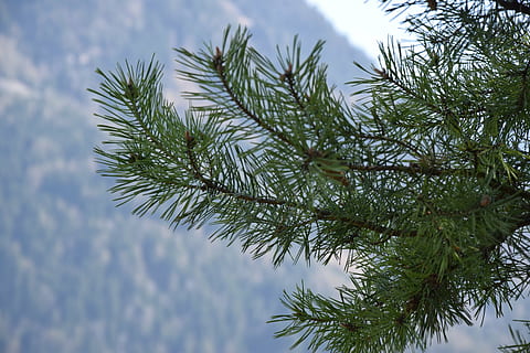 Nadeln, Baum, Kiefer, Natur, Nadelbaum, Ast, Nadelbaum Zweig, Tannenbaum, Winter, Weihnachten, immergrüner Baum, Nadel - Pflanzenteil, Fichte, Jahreszeit, Schnee, Wald, Pflanze, Wachstum, grüne Farbe, Himmel, keine Leute, Schönheit in der Natur, Tag, Flachwinkelansicht, Ruhe, wolke - himmel, draußen, Nahansicht, Blatt, 5K, CC0, gemeinfrei, lizenzfrei