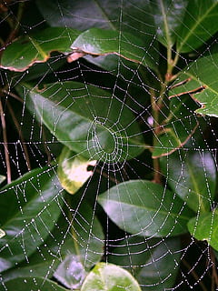 teranyina, xarxa, creació de xarxes, gotes, degoteig, aigua, inacabat, resum, aranya, fragilitat, vulnerabilitat, primer pla, centrar-se en primer pla, cap gent, naturalesa, humit, bellesa a la natura, tirar, patró natural, dia, marc complet, complexitat, a l'aire lliure, patró, atrapat, planta, rosada, pluja, web, 1080P, CC0, domini públic, lliure de regalies
