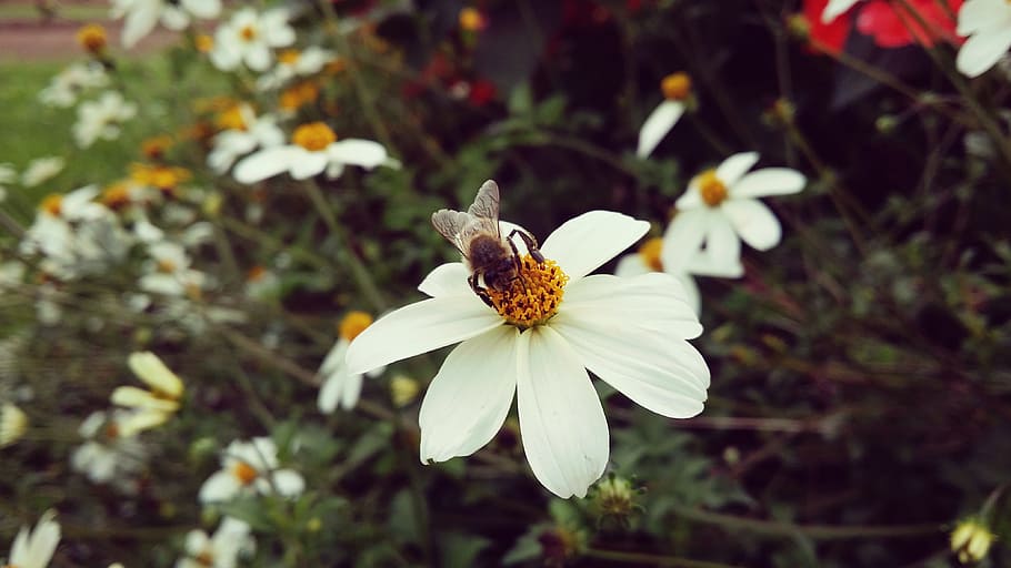 แมลง, ผึ้ง, หาอาหาร, ดอกไม้, pollinator, ธรรมชาติ, สีขาว, กลีบดอกไม้, ความบอบบาง, วัน, ไม่มีคน, ไม้ดอก, ปลูก, ความอ่อนแอ, ความสด, การเจริญเติบโต, ความงามในธรรมชาติ, หัวดอกไม้, ช่อดอก, ใกล้ชิด, เรณู, มุ่งเน้นไปที่เบื้องหน้า, สัตว์ที่ไม่มีกระดูกสันหลัง, กลางแจ้ง, การผสมเกสรดอกไม้, ผีเสื้อ - แมลง, 4K