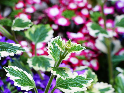 foglia, nitidezza, estate, giardino, piante, verde, fiore, fogliame, vaso di fiori, in vaso, natura, flora, pianta, bellezza, fioritura, colore verde, freschezza, avvicinamento, parte vegetale, bellezza nella natura, crescita, nessuno, messa a fuoco selettiva, cibo e bevande, cibo, pianta fiorita, giorno, erba, vulnerabilità, all'aperto, fragilità, viola, 4K, CC0, dominio pubblico, privo di copyright