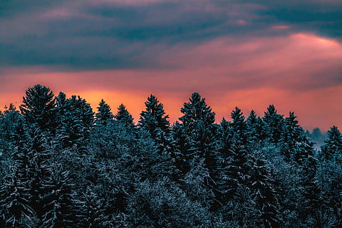 bird-eye, view, tress, photo, green, leafed, trees, tree, forest, sky, cloudy, cloud, orange, blue, snow, winter, cold, sunrise, sunset, nature, wallpaper, landscape, dog, foggy, beatiful, plant, beauty in nature, tranquil scene, scenics - nature, tranquility, cloud - sky, woodland, pine tree, coniferous tree, non-urban scene, no people, pine woodland, land, evergreen tree, treetop, fir tree, purple, 2K, CC0, public domain, royalty free
