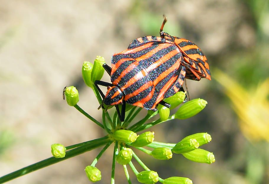 Bugs, Streifenwanzen, Insekt, gestreift, Natur, Insektenfoto, ein Tier, grüne Farbe, Blatt, Tierwelt, Tierthemen, Tiere in freier Wildbahn, keine Leute, Tag, Tier, wirbellos, Nahansicht, Pflanze, Fokus auf den Vordergrund, Schönheit in der Natur, Pflanzenteil, draußen, Blume, Frische, 2K