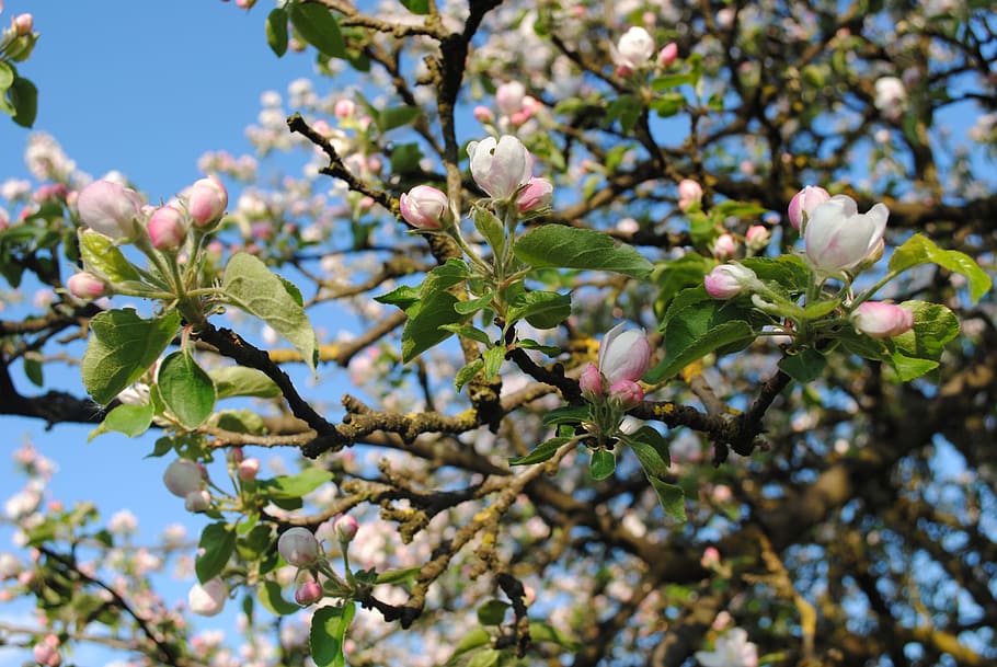 Spring, Apple Tree, Nature, tree, outdoors, blossom, sunny day, spring flower, flower, branch, growth, springtime, plant, flowering plant, beauty in nature, fragility, freshness, vulnerability, close-up, day, selective focus, low angle view, petal, plant part, leaf, no people, flower head, cherry tree, cherry blossom, 4K