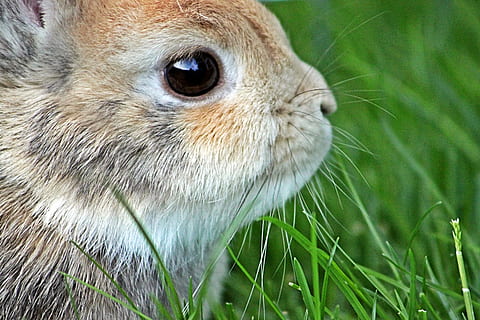 braun, Weiß, Hase, Zwergkaninchen, Ostern, langohrig, Zwerghäschen, Tierwelt, süß, Tier, Natur, Osterhase, Tierporträt, schließen, Porträt, fruchtbar, Haustier, Süss, Kopf, Tierfotografie, Säugetier, Gesicht, Pelz, Wiese, Tierkalender, Kalender, Grußkarte, Tierthemen, ein Tier, Nahansicht, Gras, Tiere in freier Wildbahn, Vogel, Wirbeltier, Pflanze, Tierkörperteil, keine Leute, Tag, Tierkopf, Fokus auf den Vordergrund, Schnabel, grüne Farbe, Kaninchen - Tier, Tierauge, Whisker, 5K, CC0, gemeinfrei, lizenzfrei