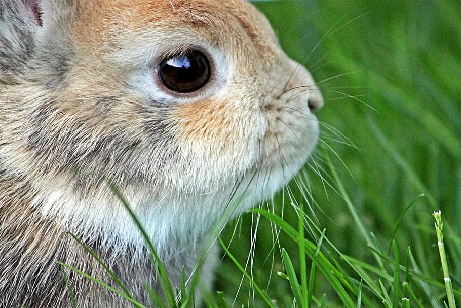 braun, Weiß, Hase, Zwergkaninchen, Ostern, langohrig, Zwerghäschen, Tierwelt, süß, Tier, Natur, Osterhase, Tierporträt, schließen, Porträt, fruchtbar, Haustier, Süss, Kopf, Tierfotografie, Säugetier, Gesicht, Pelz, Wiese, Tierkalender, Kalender, Grußkarte, Tierthemen, ein Tier, Nahansicht, Gras, Tiere in freier Wildbahn, Vogel, Wirbeltier, Pflanze, Tierkörperteil, keine Leute, Tag, Tierkopf, Fokus auf den Vordergrund, Schnabel, grüne Farbe, Kaninchen - Tier, Tierauge, Whisker, 5K
