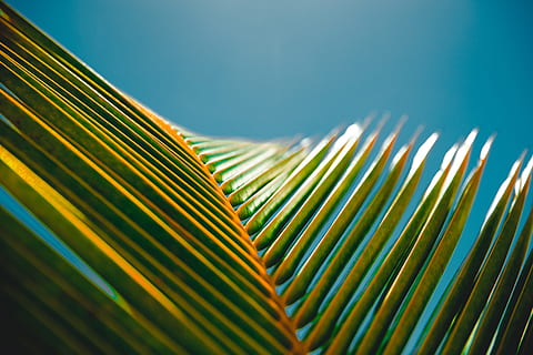 fotografia, banan, odchodzi, Zielony, liść palmy, Palma, liść, niebieskie niebo, Natura, zielony kolor, drzewo palmowe, roślina, zbliżenie, klimat tropikalny, makro, tła, liść paproci lub palmy, liść palmowy, abstrakcyjny, lato, wzór, wzrost, drzewo, żadnych ludzi, niebieski, świeżość, część rośliny, niebo, piękno natury, światło słoneczne, w paski, przemysł, 5K, CC0, domena publiczna, darmowe zdjęcia
