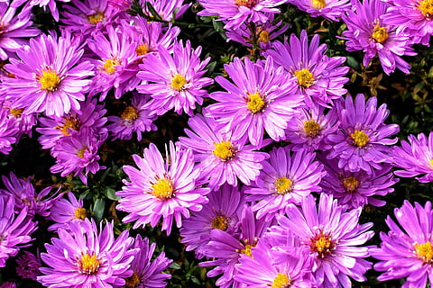 sfondo, struttura, modello, fiori, aster, herbstastern, viola, rosa, Germoglio, natura, pianta, fiore, petalo, colore rosa, estate, testa di fiore, sfondi, pianta fiorita, fragilità, freschezza, vulnerabilità, bellezza nella natura, avvicinamento, infiorescenza, crescita, fotogramma intero, nessuno, all'aperto, giorno, polline, 2K, CC0, dominio pubblico, privo di copyright