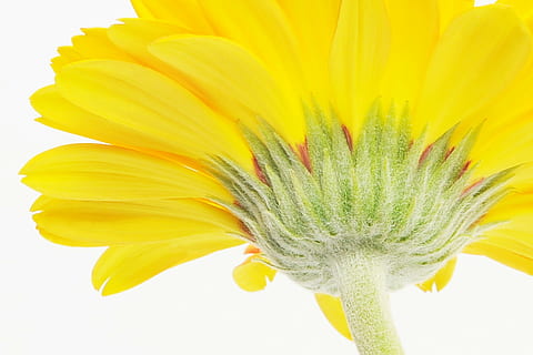gerbera, germini, blomst, forår, blomstre, flor, kærlighed, duft, romantisk, Valentins Dag, gul, friskhed, skønhed i naturen, blomstrende plante, tæt på, plante, sårbarhed, skrøbelighed, vækst, kronblad, blomsterhoved, blomsterstand, ingen mennesker, natur, studio skud, bægerblad, botanik, levende farve, pollen, solsikke, blødt fokus, 720P, CC0, offentligt domæne, royaltyfrie