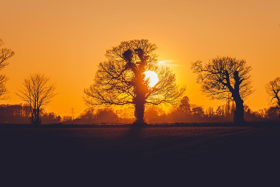 silueta, arbres, posta de sol, naturalesa, taronja, sol, paisatge, sortida del sol, estiu, cel, viatjar, natural, al matí, groc, herba, llum solar, brillant, estil de vida, vespre, dom, a l'aire lliure, colorit, medi ambient, assolellat, harmonia, pacífica, felicitat, la vida, cel del capvespre, arbre, temporada, planta, color taronja, bellesa a la natura, tranquil·litat, escena tranquil·la, cap gent, escenics - natura, terra, camp, retroil·luminat, escena no urbana, 5K
