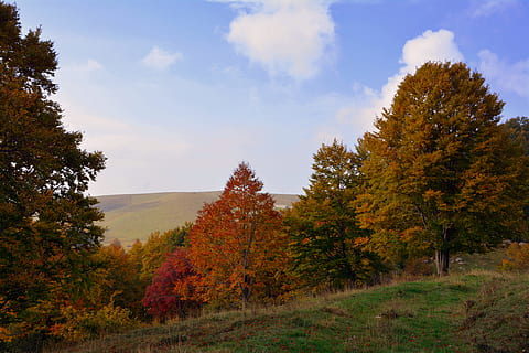 udflugt, træer, efterår, bjerg, den europæiske vej, e5, Lessinia, Italien, træ, lave om, plante, himmel, skønhed i naturen, ro, vækst, natur, jord, rolig scene, scenics - natur, landskab, sky - himmel, ingen mennesker, miljø, ikke-urbane scene, dag, Skov, udendørs, 5K, CC0, offentligt domæne, royaltyfrie