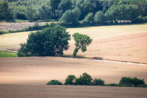 lys, skygge, træer, felter, væk, skyggespil, atmosfære, belysning, landskab, hispanic, stilleben, træ, natur, scenics, ingen mennesker, skønhed i naturen, plante, rolig scene, ro, vækst, jord, miljø, scenics - natur, dag, Mark, grøn farve, udendørs, ikke-urbane scene, landlige scene, Skov, vej, 5K, CC0, offentligt domæne, royaltyfrie
