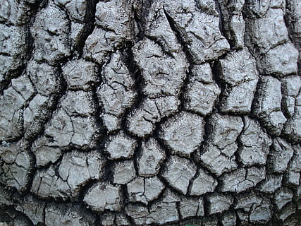 naturalesa, escorça, arbre, tancar, registre, tribu, sec, sequera, esquerdat, fang, brutícia, terra, clima àrid, desert, fons, clima, patró, textura, medi ambient, estèril, primer pla, desastre natural, aspre, marc complet, cap gent, dia, patró natural, escenics - natura, geologia, camp, a l'aire lliure, 2K, CC0, domini públic, lliure de regalies