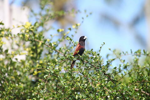 Maya, ocell, Filipines, animal, temes d'animals, fauna animal, animals a la natura, vertebrats, un animal, planta, arbre, posat, cap gent, naturalesa, enfocament selectiu, branca, part de la planta, full, dia, vista d’angle baix, songbird, color verd, a l'aire lliure, petit, 1080P, CC0, domini públic, lliure de regalies