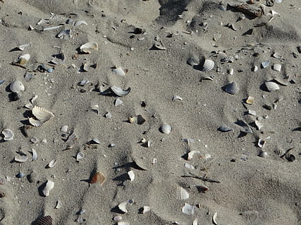 playa, arena, cáscara, roto, beige, mar, norte, Francia, Playa de arena, verano, papel pintado, arena seca, Oceano, textura, tierra, vista de alto ángulo, día, naturaleza, nadie, fotograma completo, antecedentes, luz del sol, huella, tranquilidad, al aire libre, pista - impresión, impresión, modelo, animal, fauna animal, temas de animales, 2K, CC0, dominio público, libre de derechos