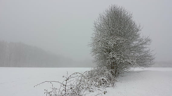 albero, coperto, circondato, inverno, paesaggio, la neve, invernale, foresta, campo, nevoso, magia invernale, freddo, magia della neve, foresta invernale, sogno invernale, solitario, solitudine, incantata, bianca, natura, umore invernale, nevaio, paesaggio innevato, temperatura fredda, nebbia, pianta, ambiente, bellezza nella natura, terra, scenics - natura, congelato, la tranquillità, scena tranquilla, scena non urbana, nessuno, cielo, all'aperto, nevicando, tempo estremo, ghiaccio, bosco, albero di conifere, Pino, bufera di neve, 4K, CC0, dominio pubblico, privo di copyright
