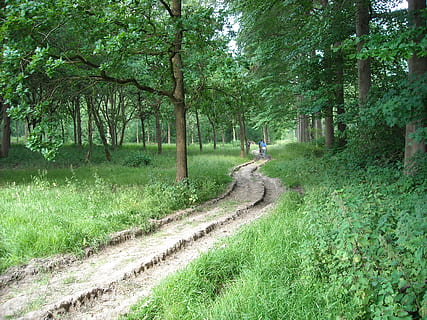 natura, foresta, alberi, percorso a piedi, verde, parco, camminare, pianta, albero, terra, crescita, colore verde, erba, bellezza nella natura, la tranquillità, giorno, campo, scena tranquilla, sentiero, persone reali, direzione, la strada davanti, una persona, scenics - natura, bosco, all'aperto, 2K, CC0, dominio pubblico, privo di copyright