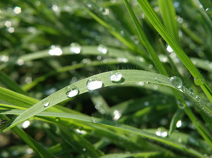droppar, gräs, glitter, släppa, vatten, grön färg, våt, regn, natur, växt, tillväxt, blad, växtdel, grässtrå, skönhet i naturen, närbild, friskhet, dagg, selektiv fokusering, inget folk, dag, renhet, regndroppe, utomhus, regnperiod, 2K, CC0, offentligt domän, royaltyfria