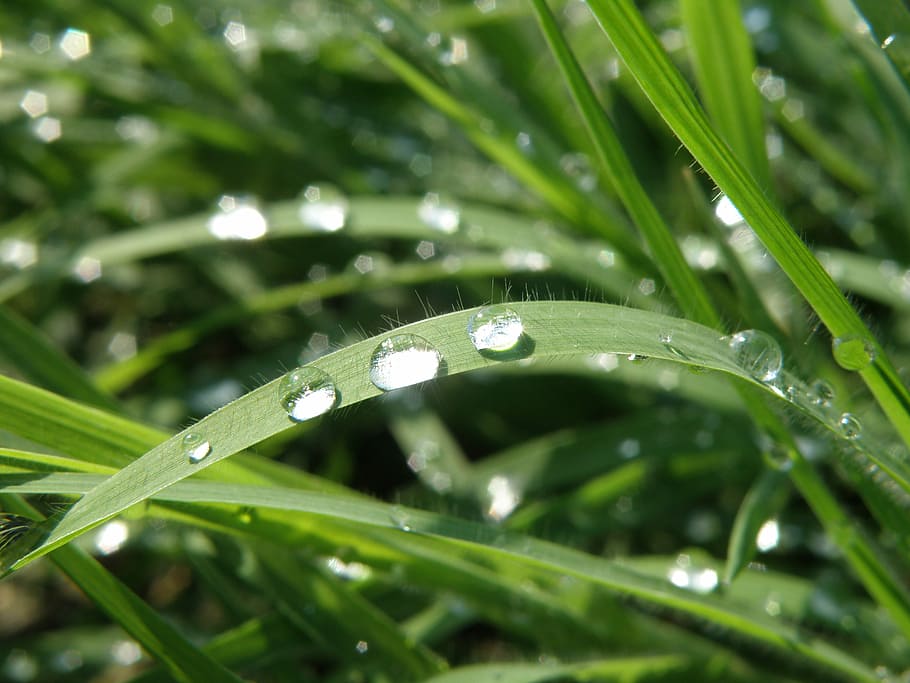 dråber, græs, glitter, dråbe, vand, grøn farve, våd, regn, natur, plante, vækst, blad, plante del, græsblad, skønhed i naturen, tæt på, friskhed, dug, selektiv fokusering, ingen mennesker, dag, renhed, regndråbe, udendørs, regntiden, 2K